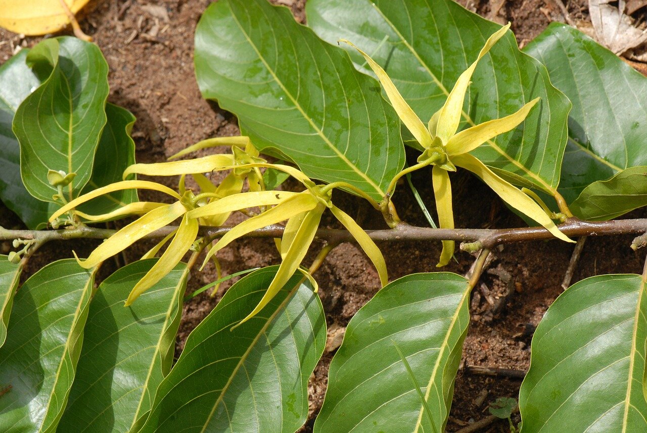 How to Propagate Cananga Tree (YlangYlang) — PlantWorksNYC