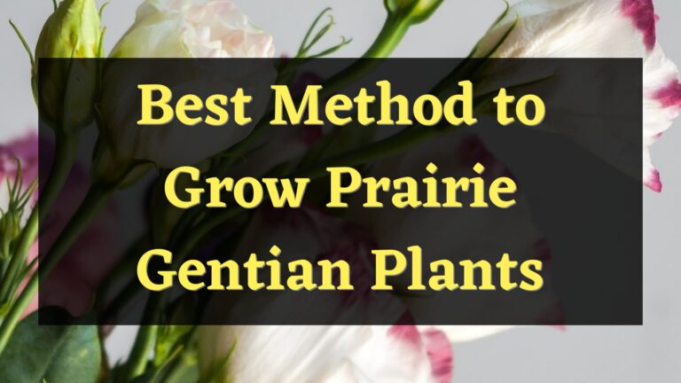 How to Propagate Prairie Gentian Plants – Here’s How