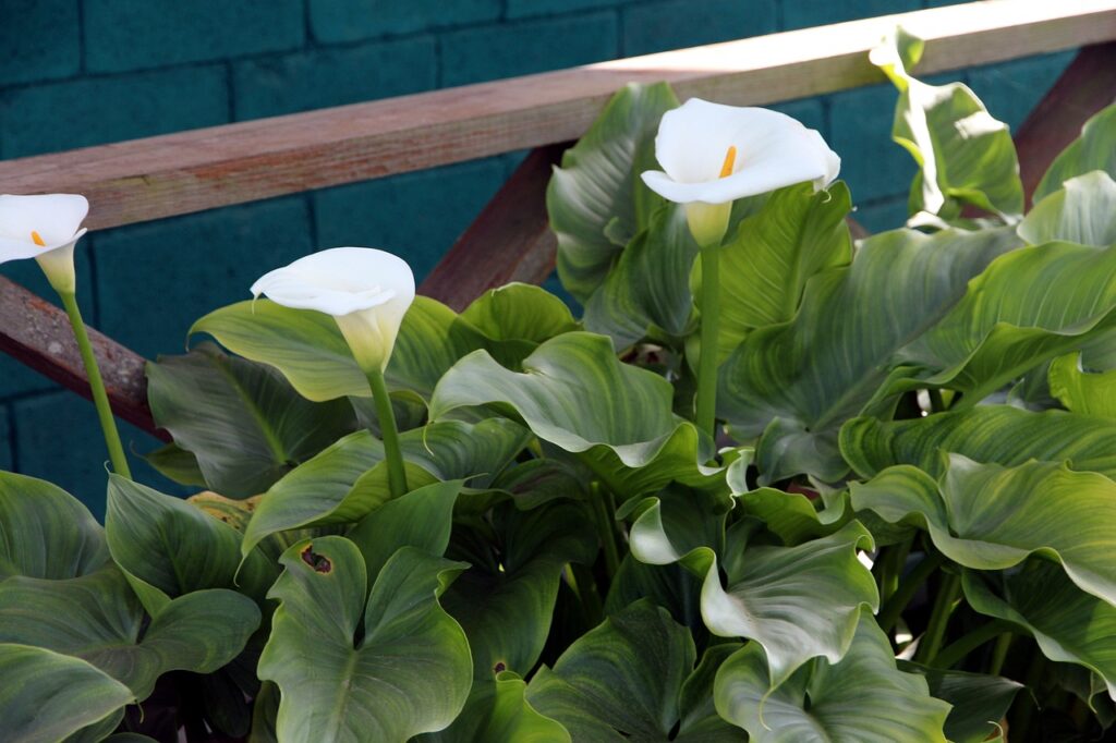 why calla lily leaves turning yellow