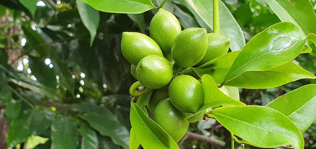 Cananga tree fruit