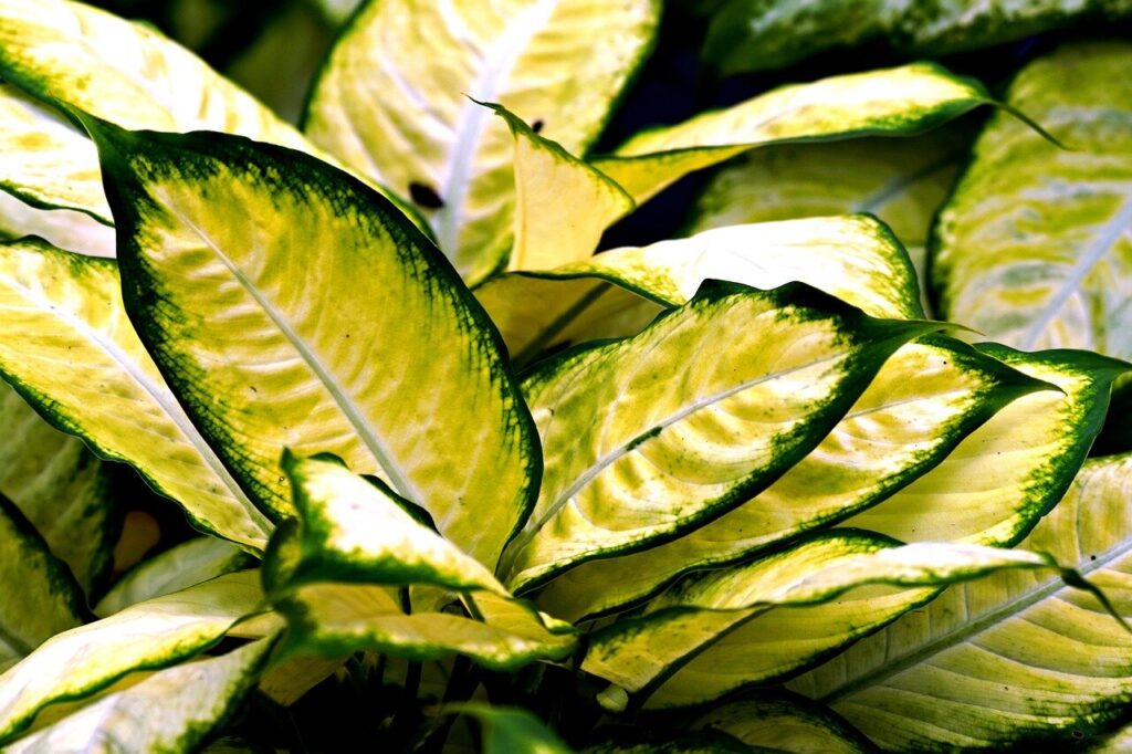 causes why Chinese Evergreen leaves are curling