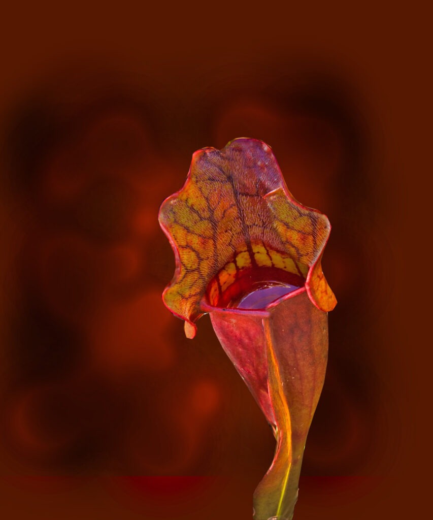 close up view of Sarracenia Purpurea plant 