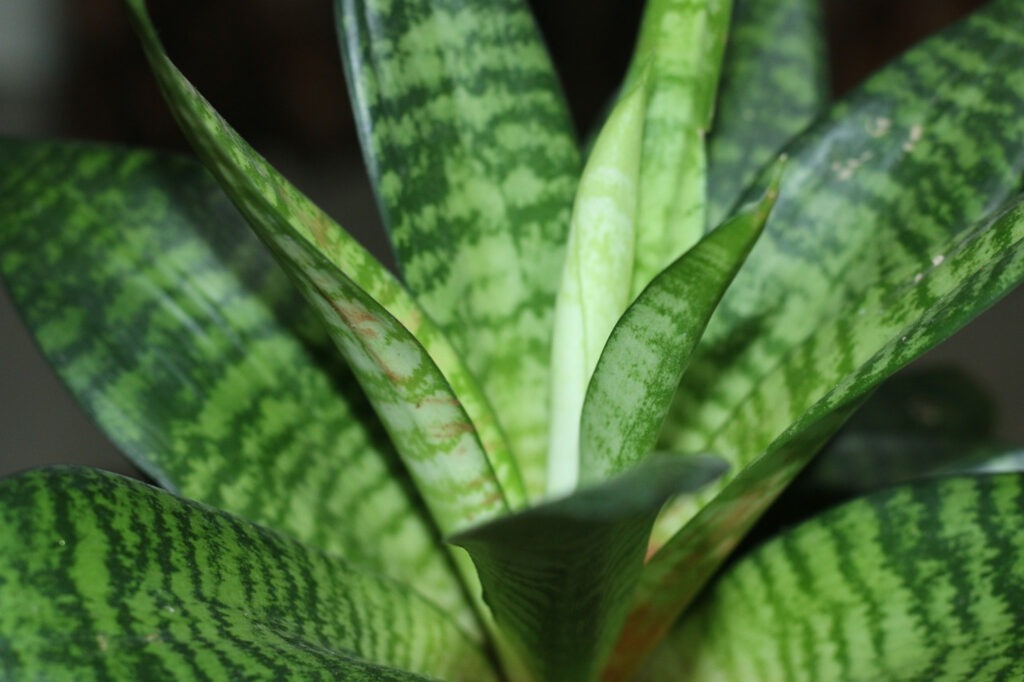 How to treat Snake plant leaves from falling over