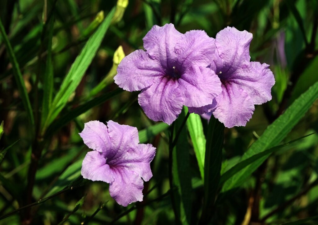 How to propagate Mexican Petunia