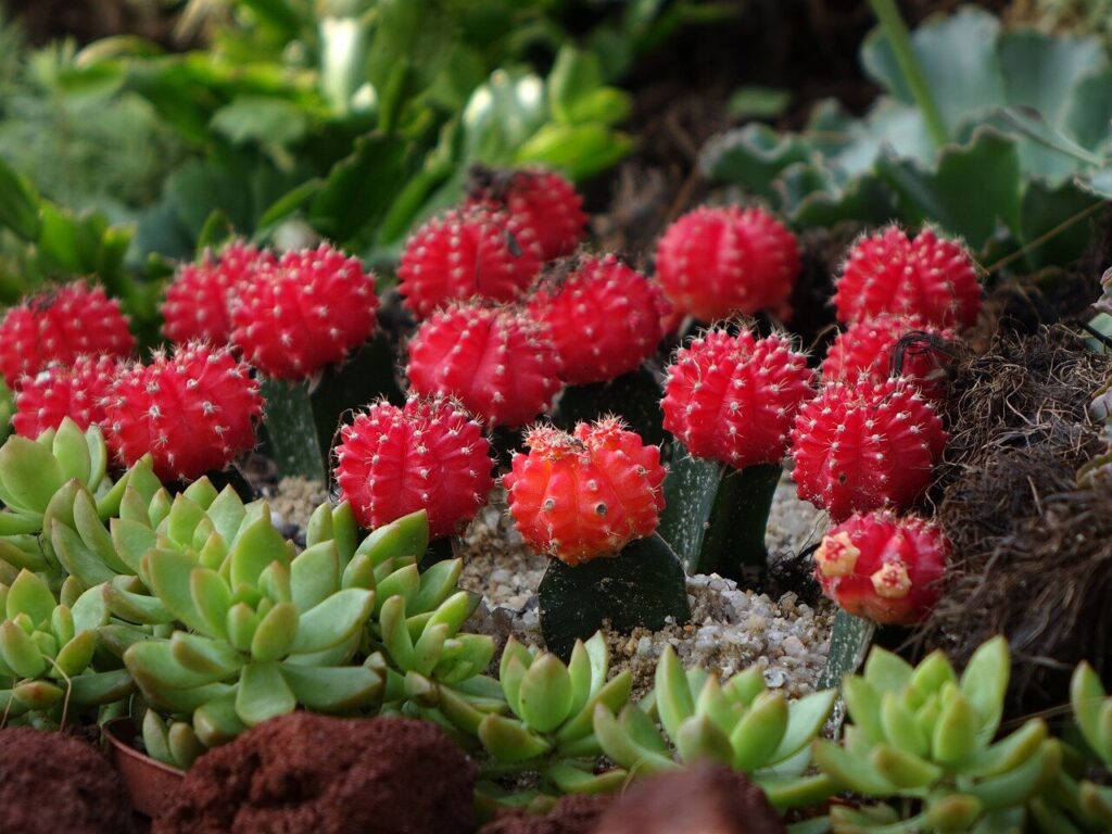 three methods of Moon Cactus propagation