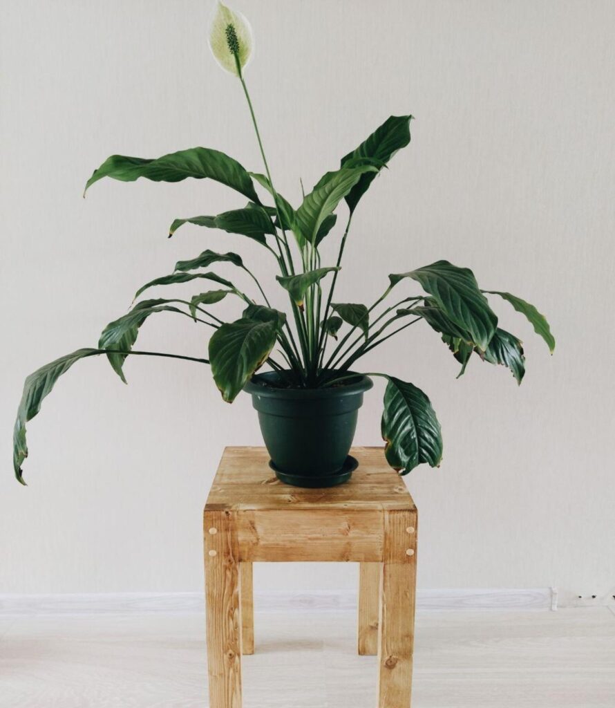 potted peace lily