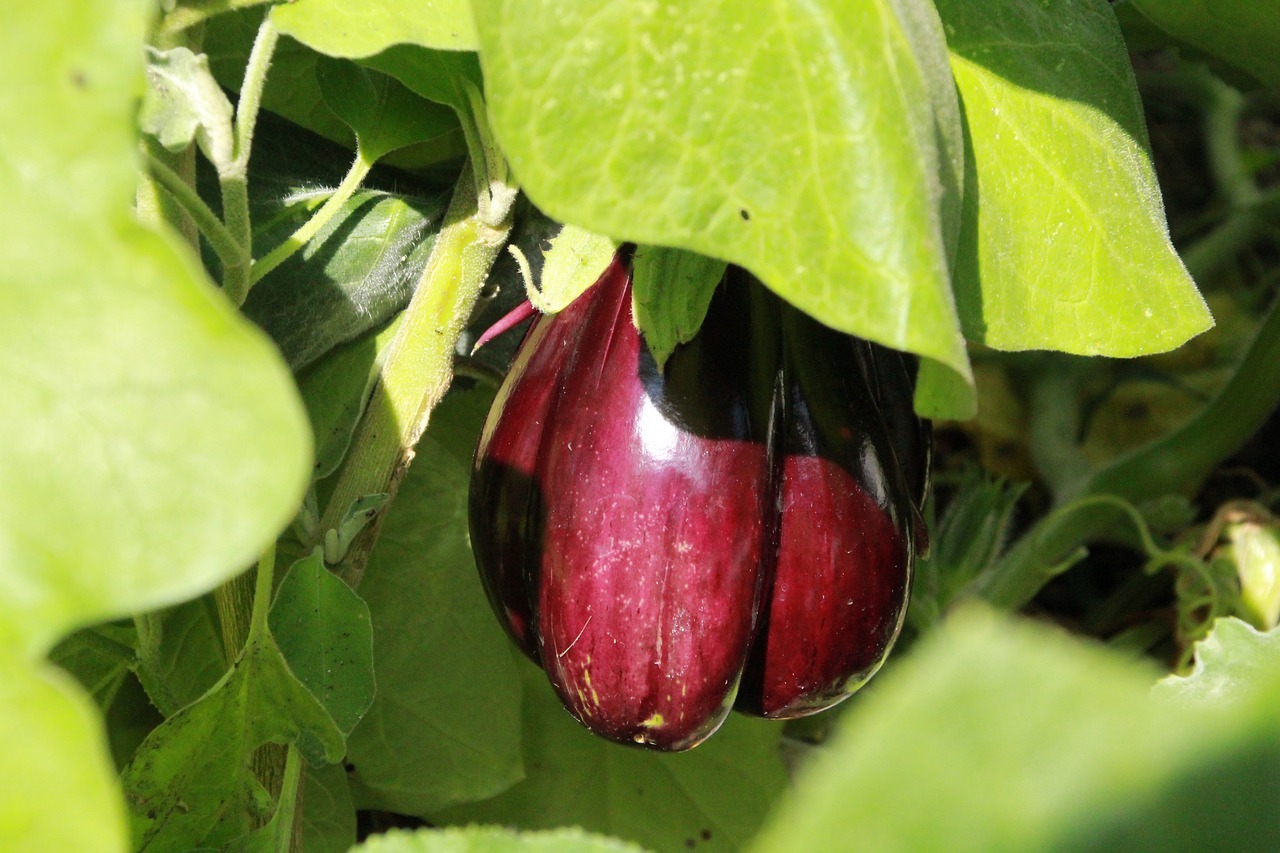 Reasons Why Are Eggplant Leaves Curling — PlantWorksNYC