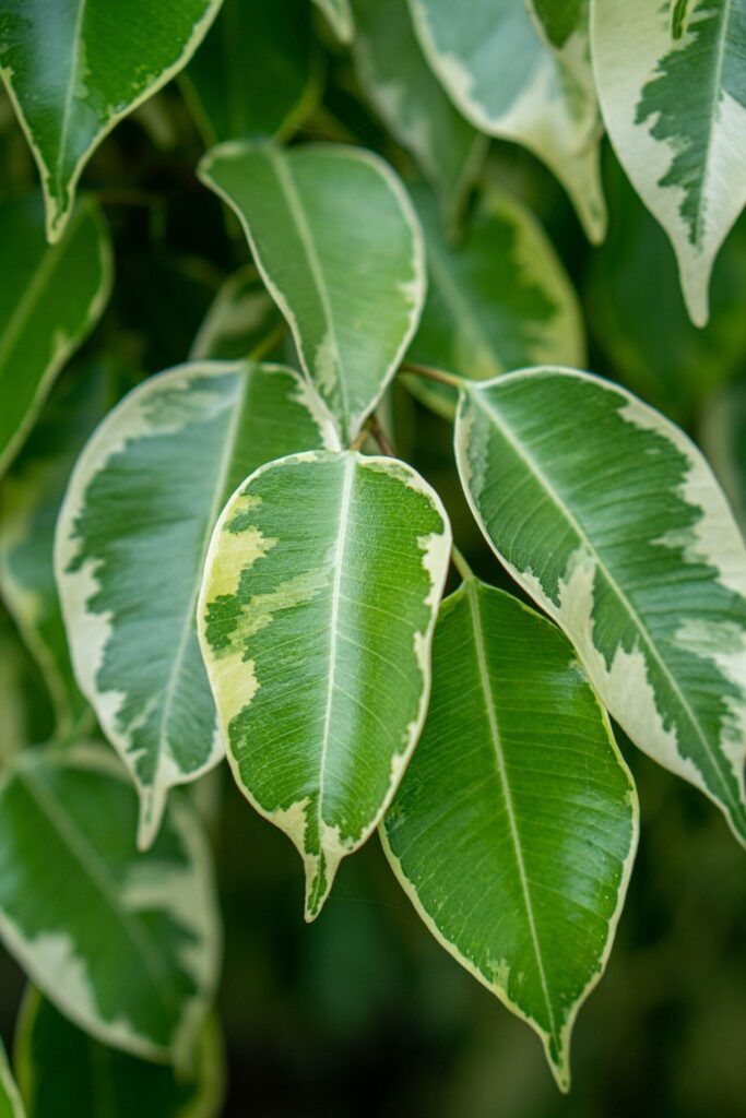 How to propagate Ficus Benjamina plant