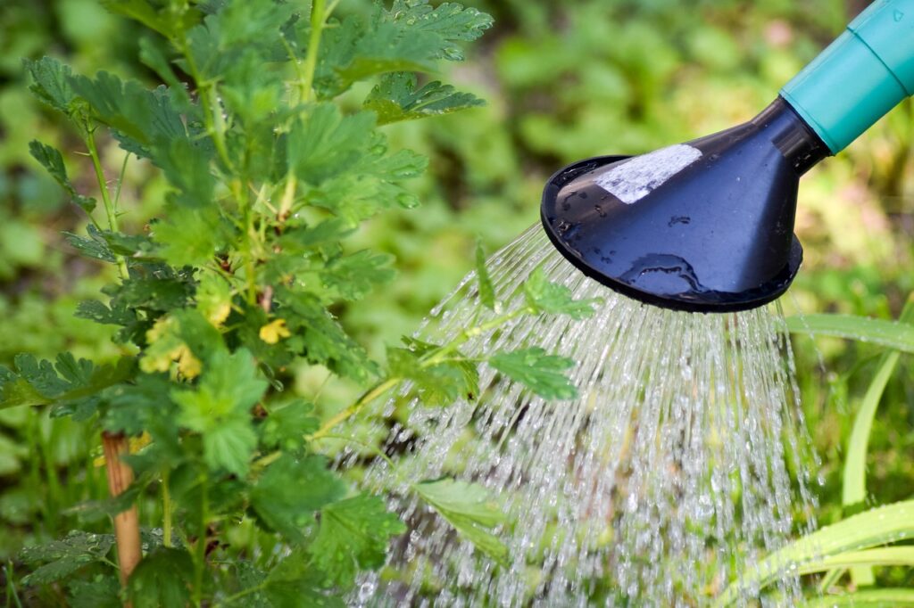 Improper way of watering plant's leaves