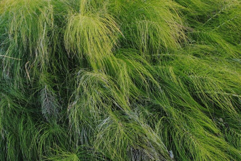 4 Ways to Propagate Horsetail Plant Here's How — PlantWorksNYC