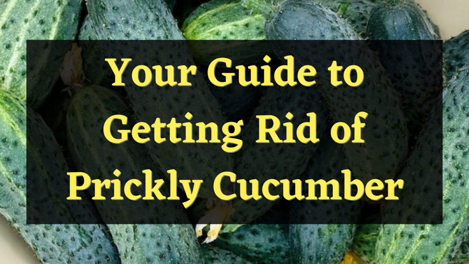 Why are my cucumbers prickly? Here's the answer — PlantWorksNYC