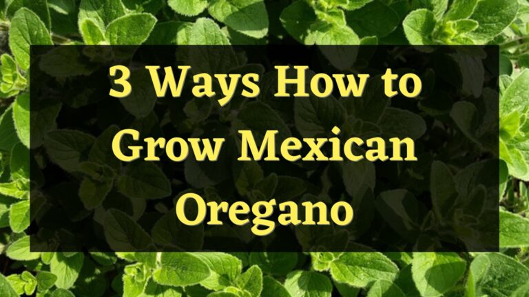 3 Ways to Grow a Mexican Oregano