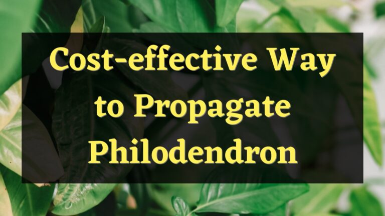 Cost-effective Way to Propagate Philodendron