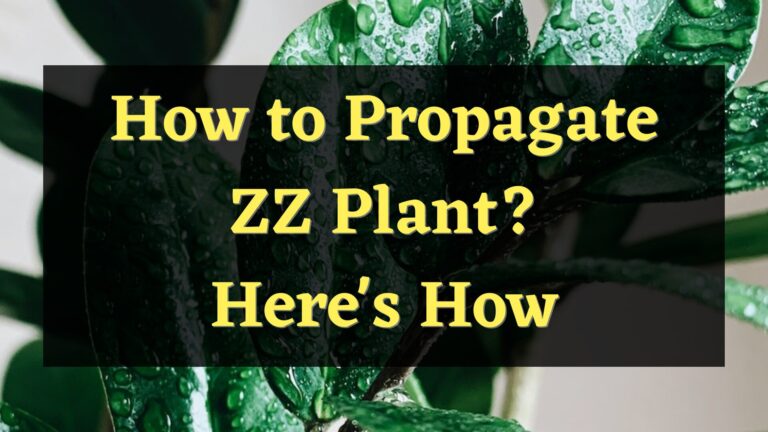How to Propagate ZZ Plant?- Here’s How