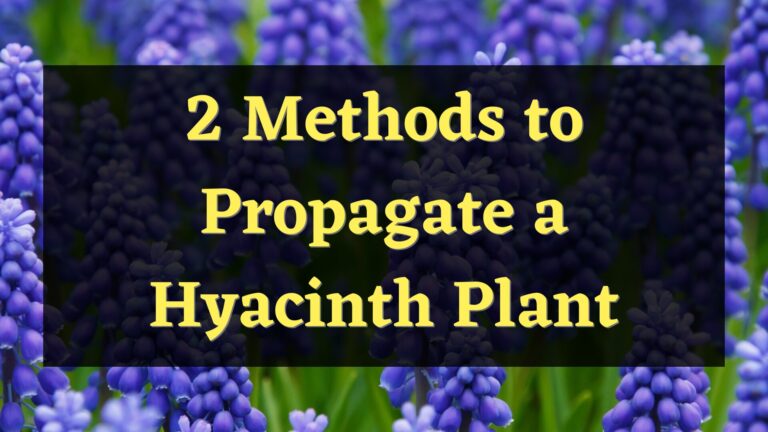 2 Methods to Propagate a Hyacinth Plant