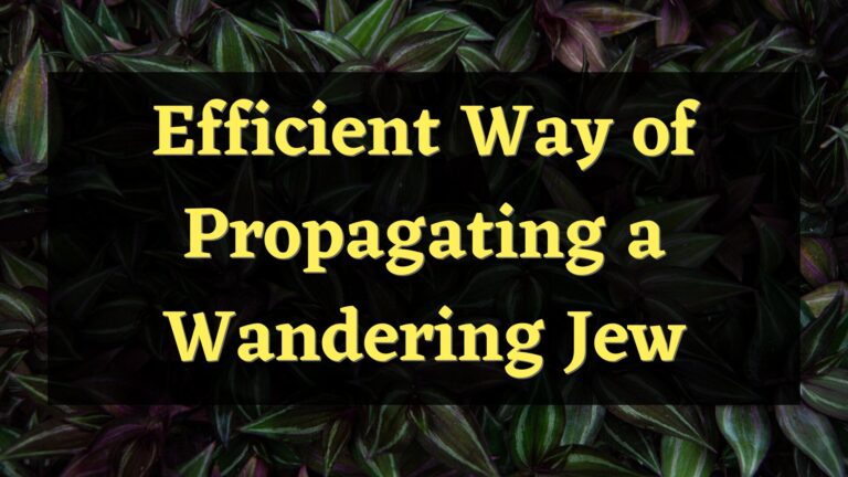Efficient Way to Propagate a Wandering Jew Plant