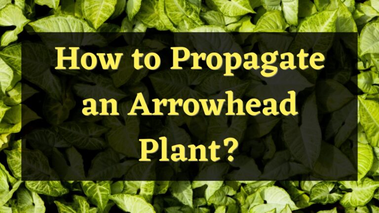 How to Propagate Arrowhead Plant?