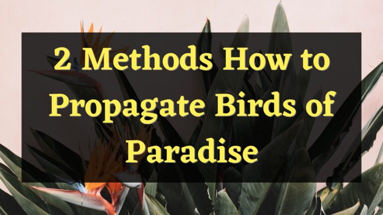 2 Methods to Propagate Birds of Paradise