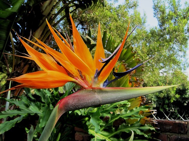 How to propagate Birds of Paradise