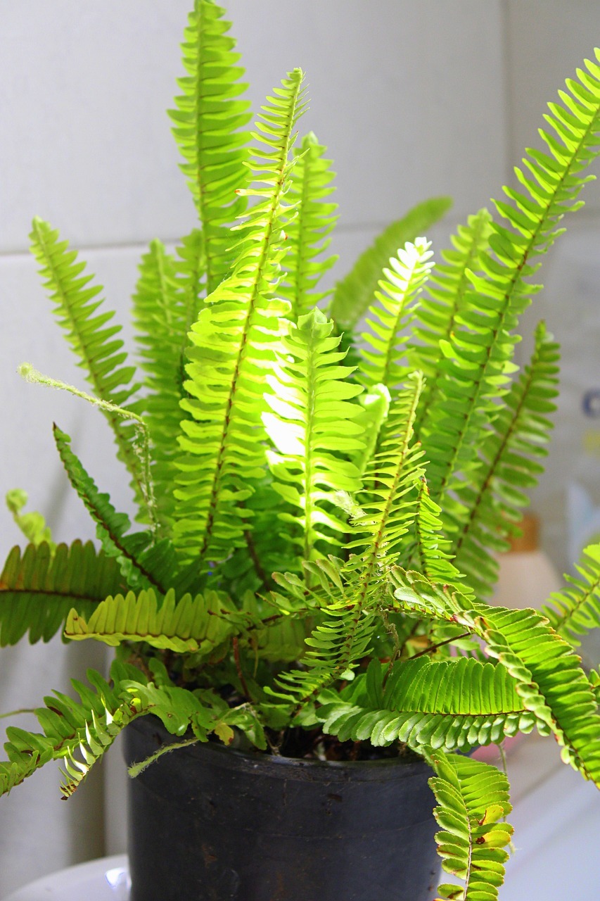 Boston Fern Propagation Methods and Tips — PlantWorksNYC