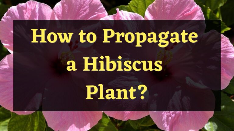 Different Ways to Propagate a Hibiscus Plant