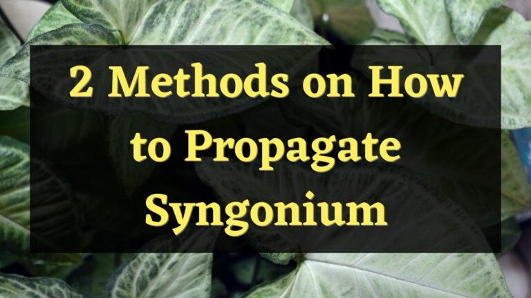 2 Best Methods to Propagate Syngonium Plant