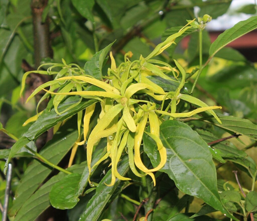How to propagate Ylang-Ylang (Cananga) Tree