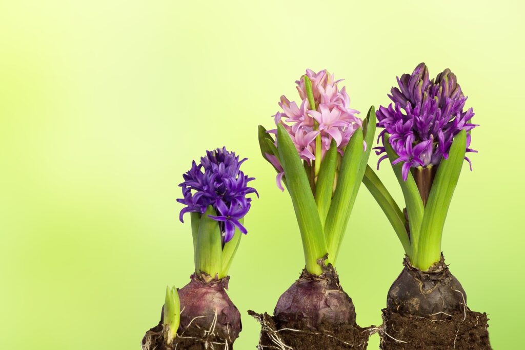 Propagate a Hyacinth plant using 2 methods