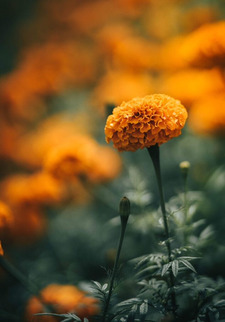 why marigold leaves turning purple