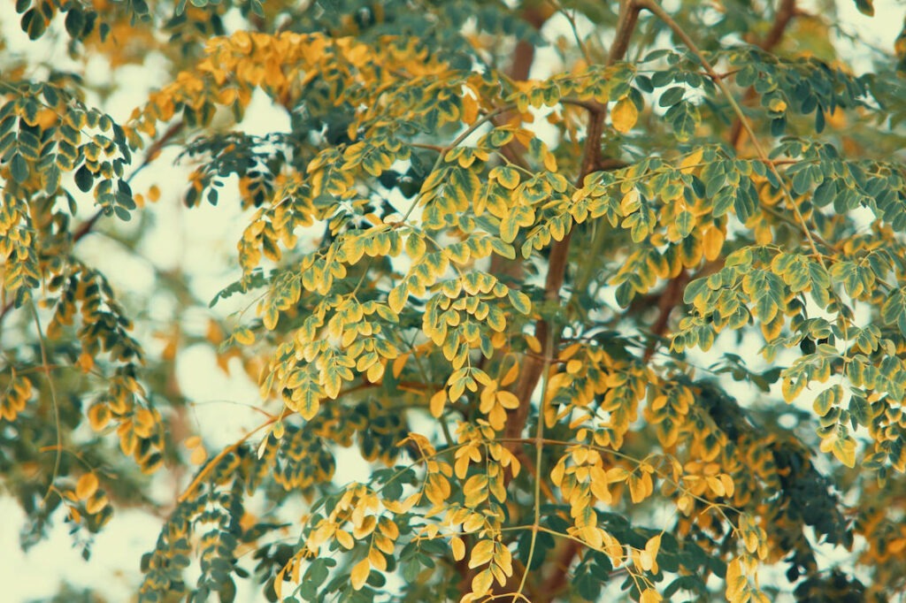 why are Moringa leaves turning yellow