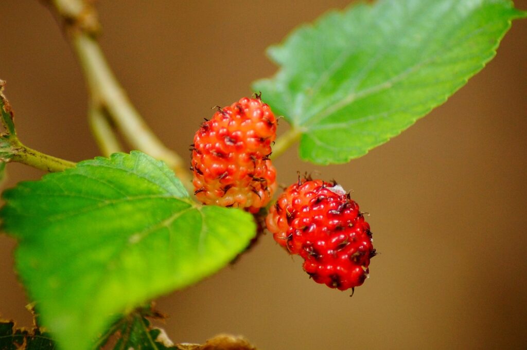 Why are my mulberries so small