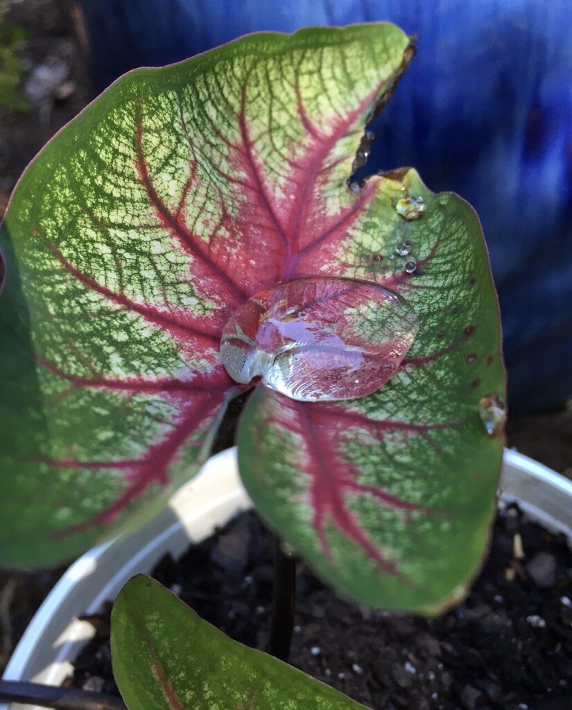 Why are Caladium leaves drooping