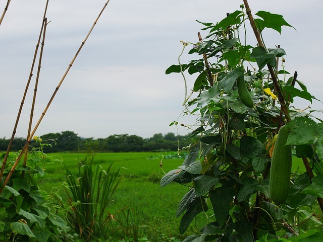 Outdoor Loofah plant