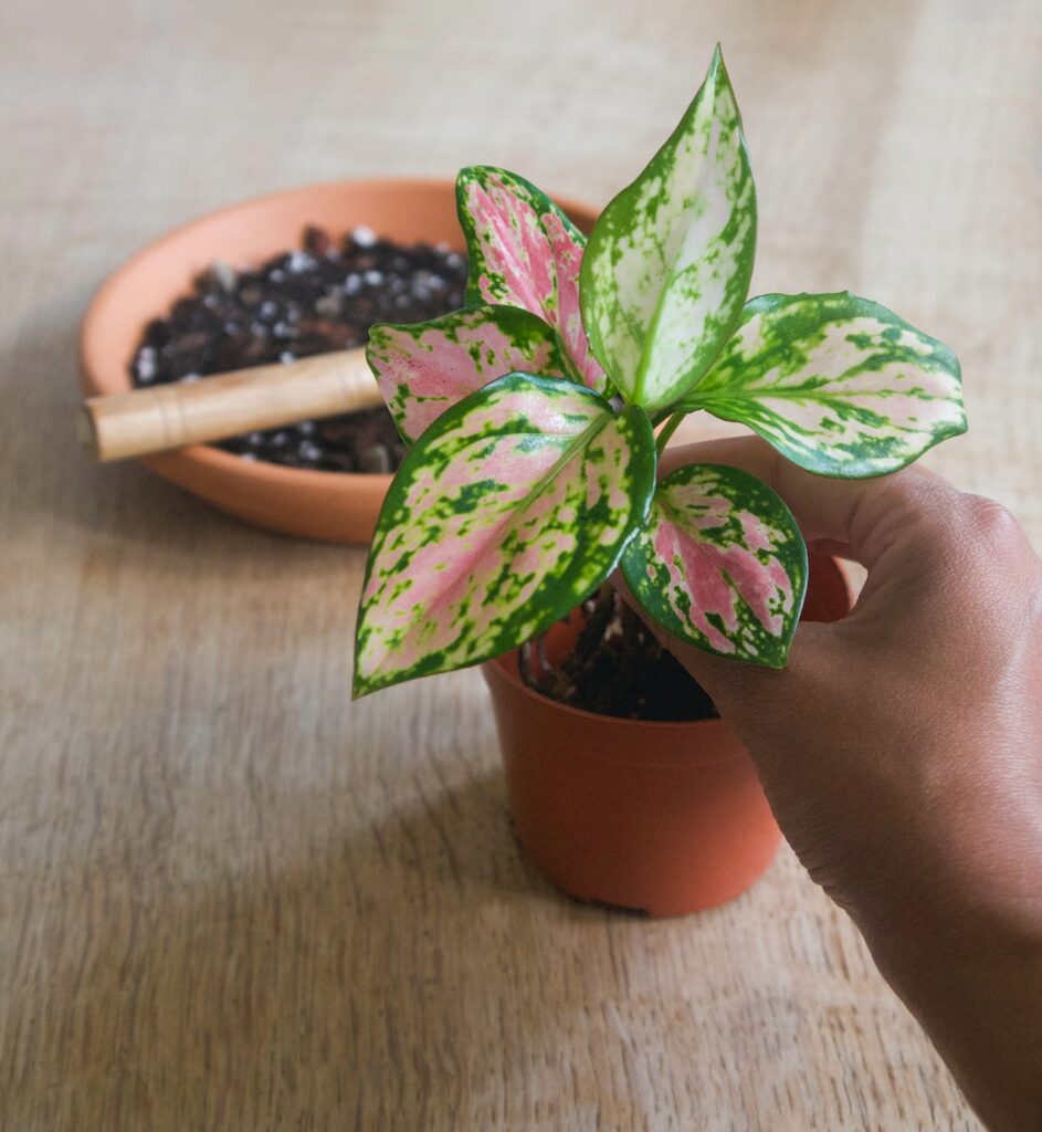 Chinese Evergreen Propagation using 2 methods