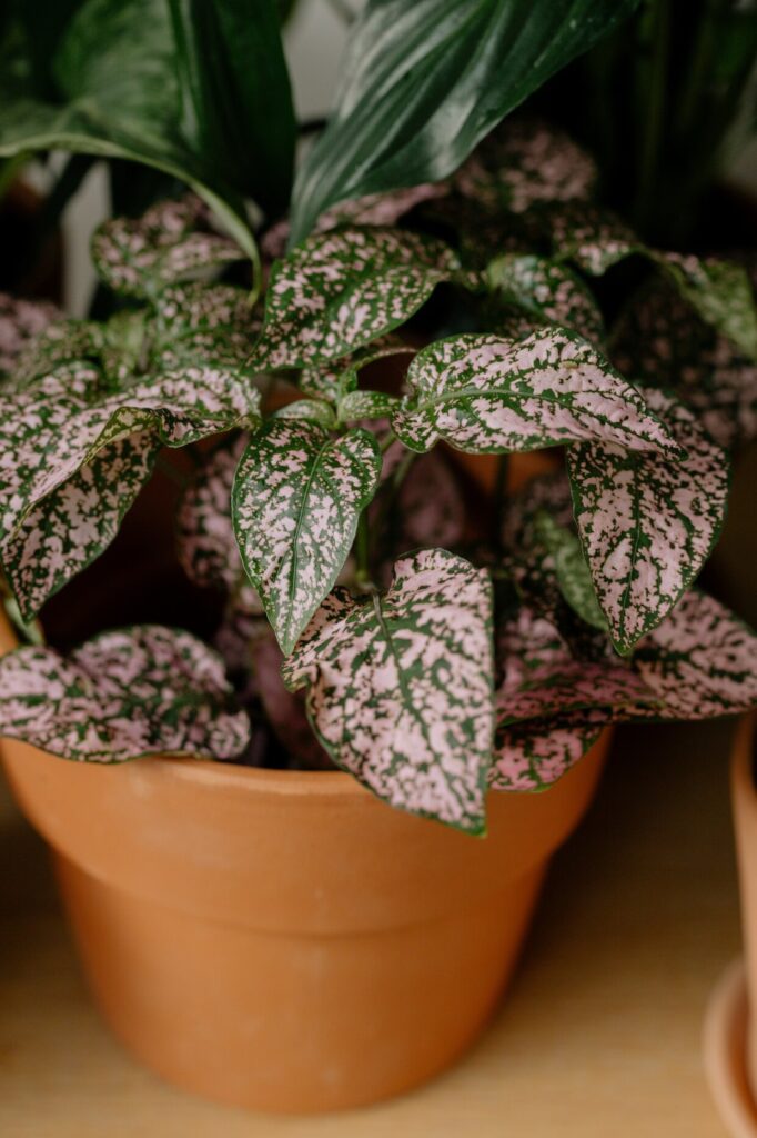 Why polka dot plant leaves curling