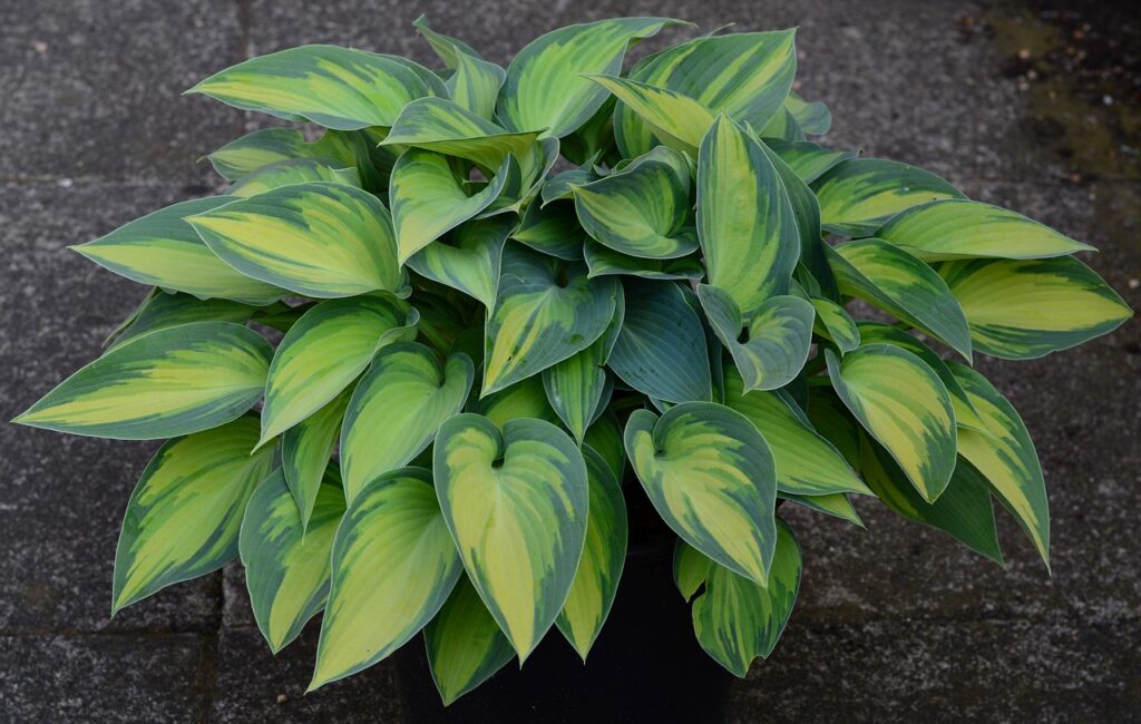 How to propagate Hostas plant