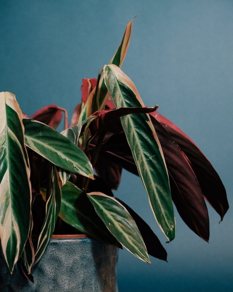 Stromanthe Triostar as indoor plants
