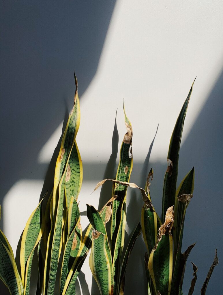 Overwatered snake plant leaves