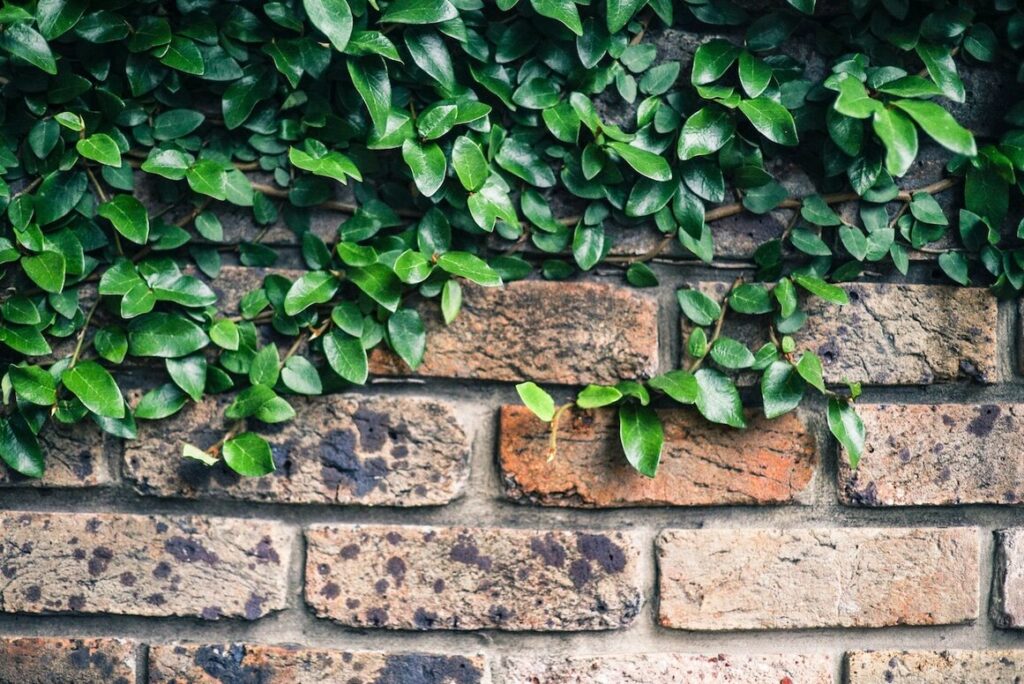 2 ways to propagate Creeping Fig plants