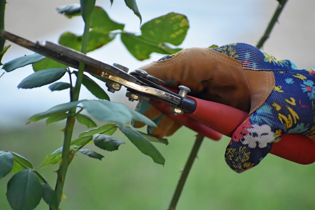 Pruning for a new propagation of Mussaenda plant