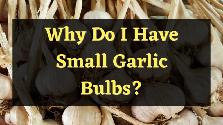 Why Do I Have Small Garlic Bulbs?