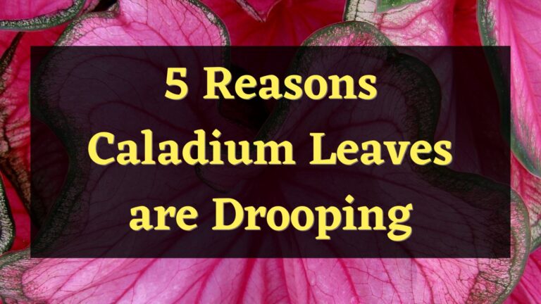 5 Reasons Caladium Leaves are Drooping