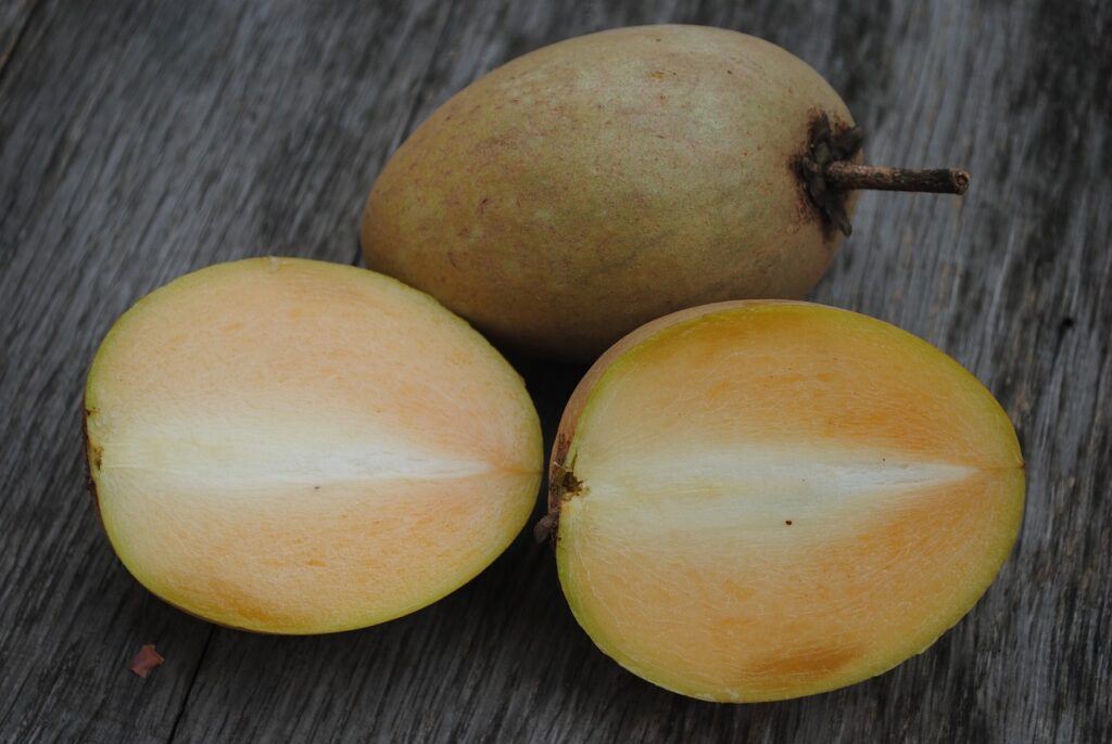 Fruit of Sapodilla plant