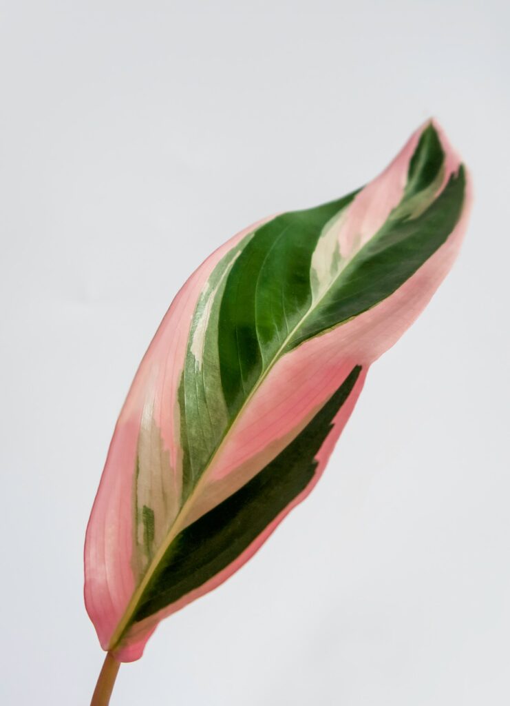 Leaf of Stromanthe Triostar