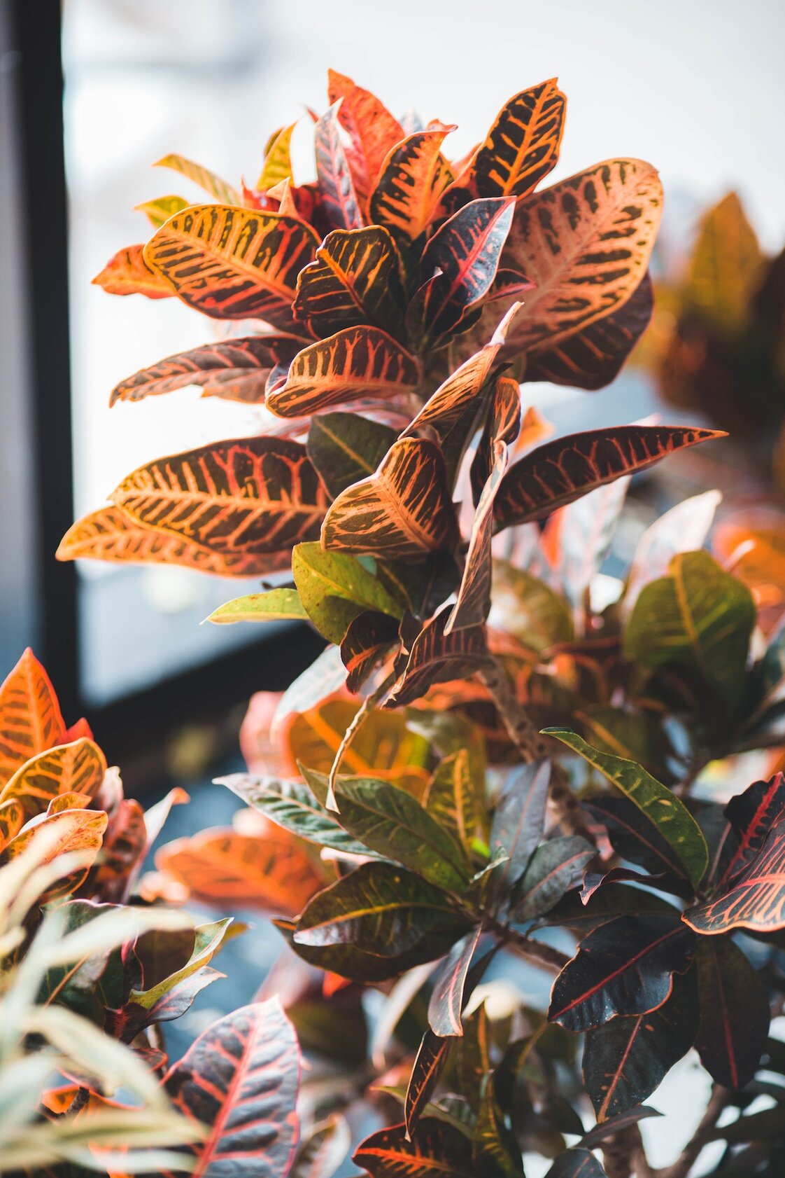4 Methods to Propagate Croton Plants — PlantWorksNYC