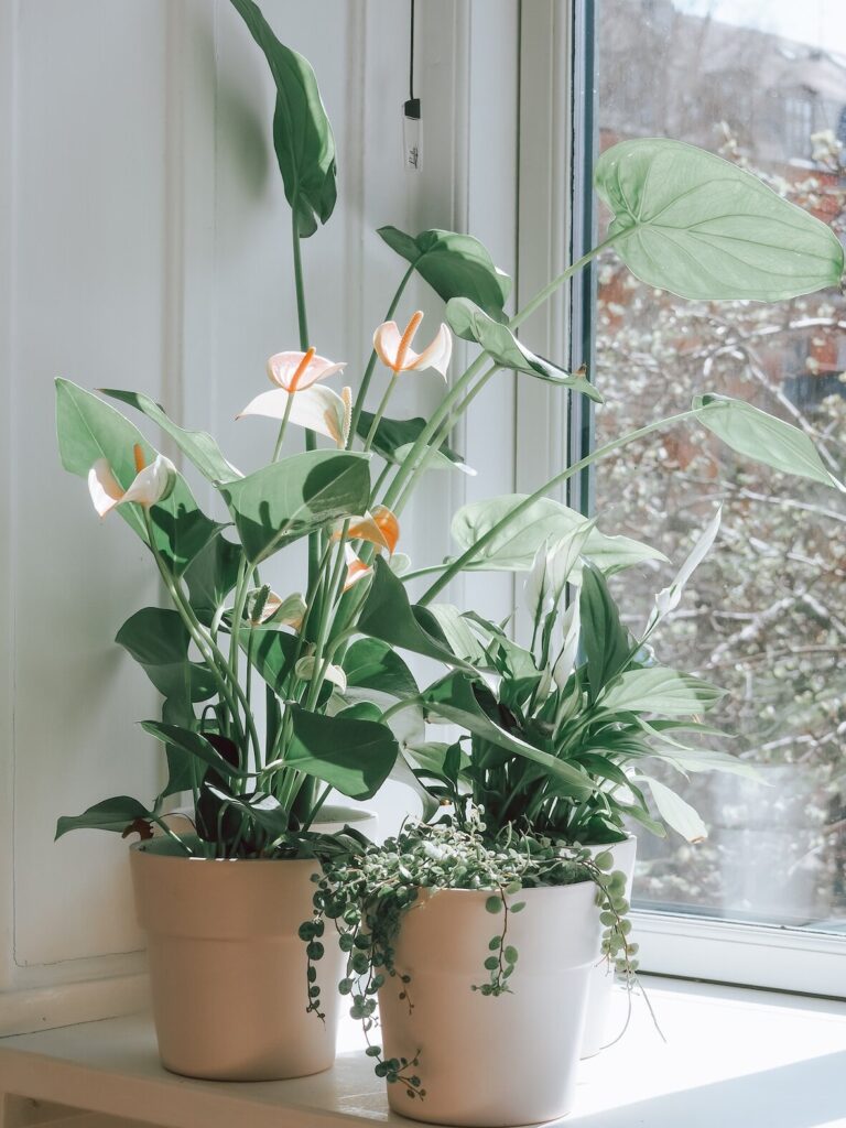 How to propagate Peace Lily