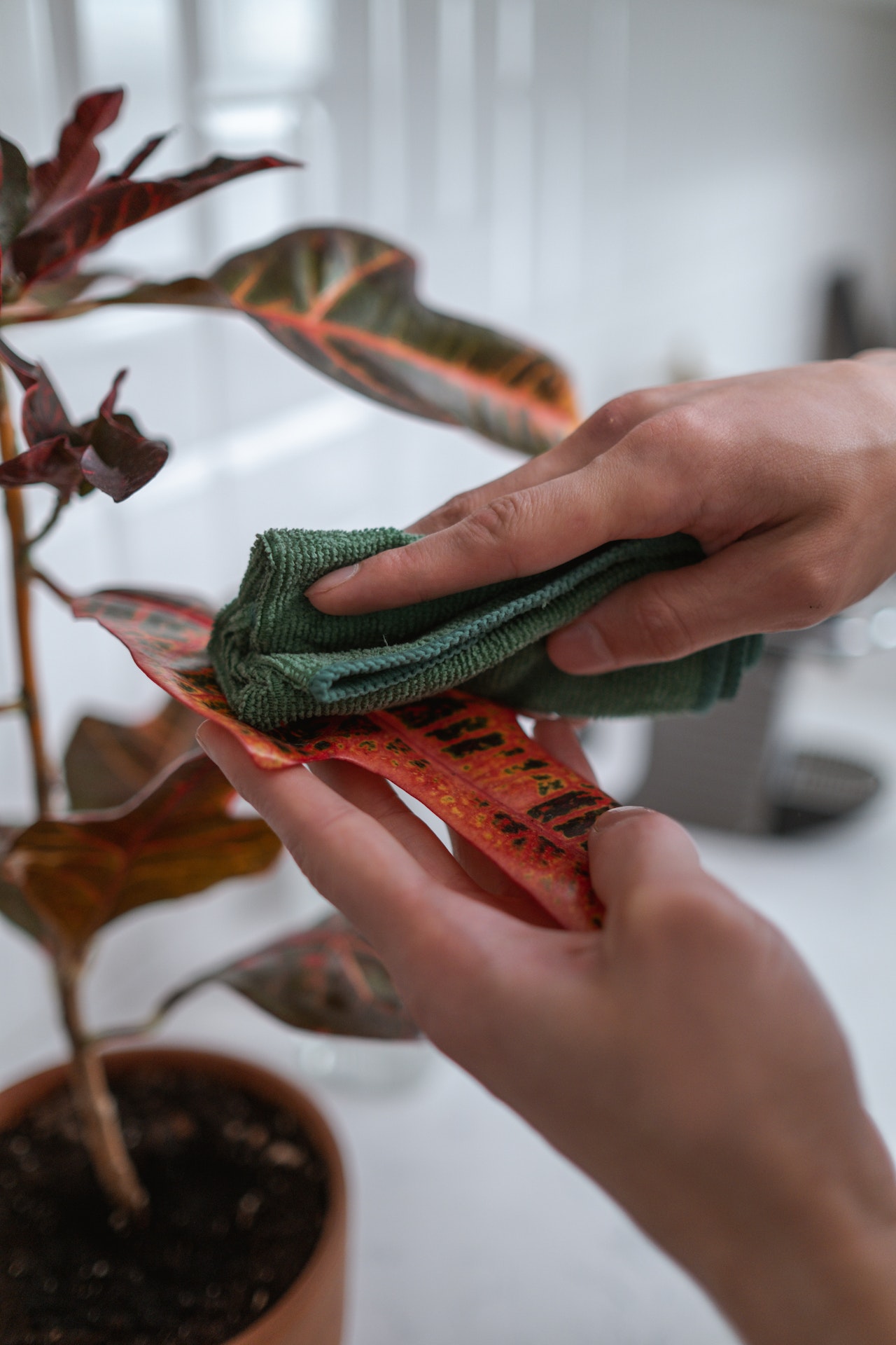 4 Methods to Propagate Croton Plants — PlantWorksNYC