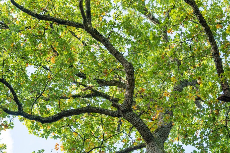 why Tipu tree leaves turning yellow