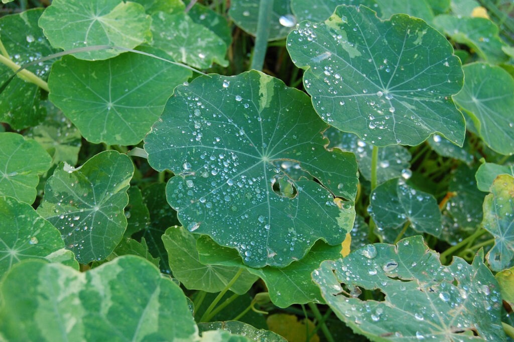 leaf spot that can cause zucchini leaves from turning brown