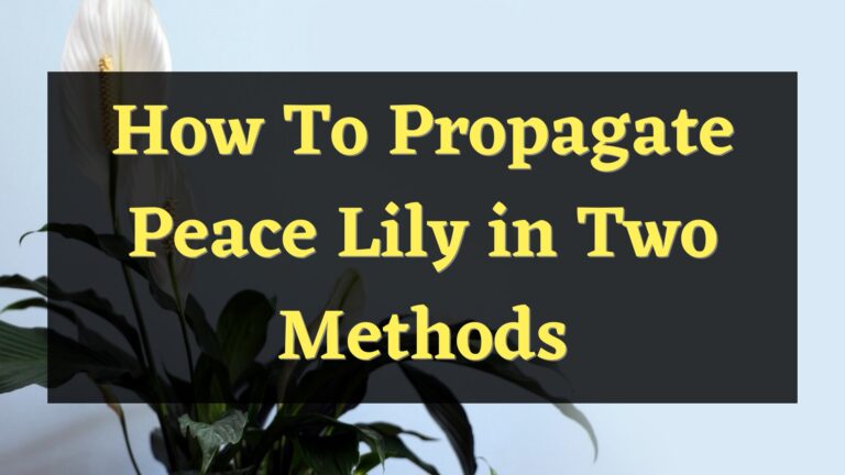 How to Propagate Peace Lily in Two Methods